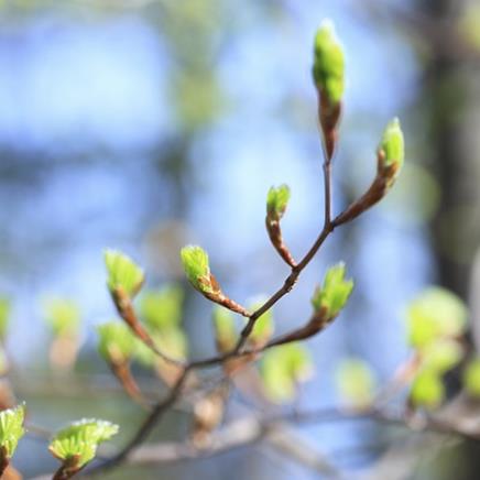 Natural active Beech Bud